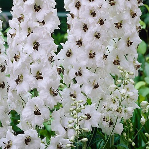 Delphinium Pacific Giants Galahad