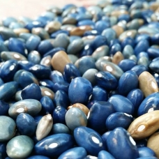 Pasulj ( visoki ) Nonna Agnes’s Blue