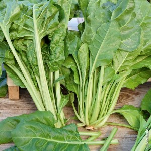 Blitva Zelenolisna / Višegodišnji spanać / Swiss Chard Green