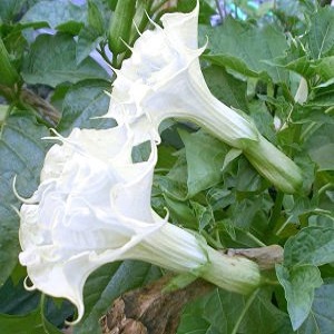 Datura ballerina White
