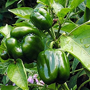 Paprika Emerald Giant