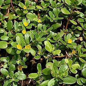 Portulaca oleracea / Tušt