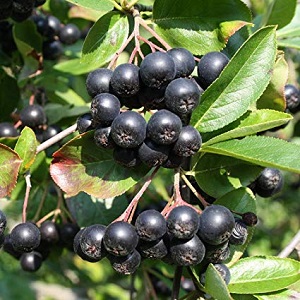 Aronia melanocarpa
