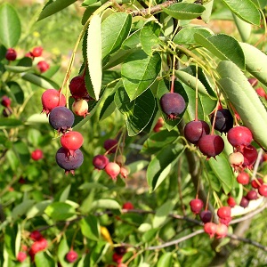 Amelanchier Canadensis