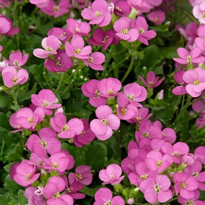 Arabis caucasica Rosea
