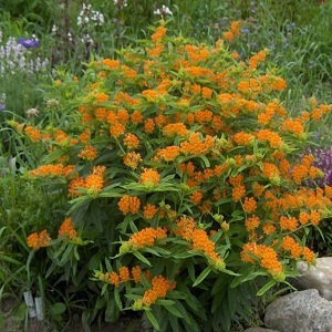 Asclepias Tuberosa /medonosna