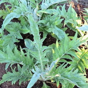 Cardoon Bianco Avorio