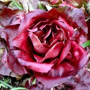 Cikorija Grumolo Rosso