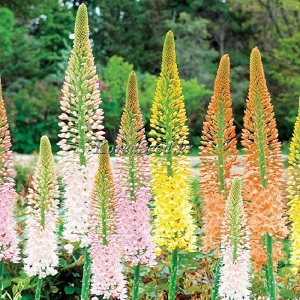 Eremurus x isabellinus