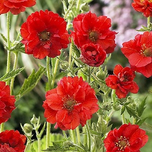 Geum  Mrs J Bradshaw