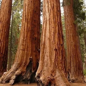 Sequoiadendron giganteum / Sekvoja