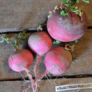 Rotkva (Kineska) Misato Red