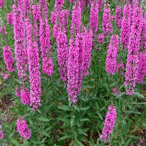 Lythrum salicaria