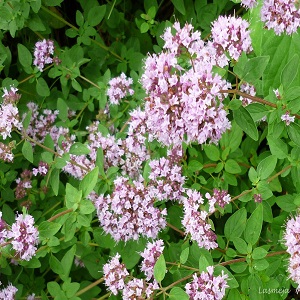Origano / Origanum vulgare