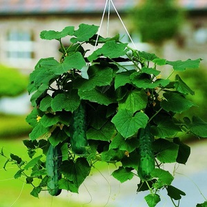 Krastavac ( Saksijski ) Spacemaster