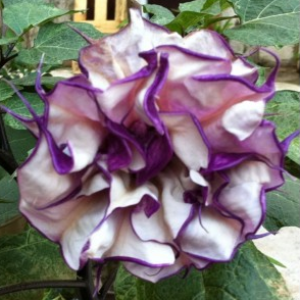 Datura ballerina Purple