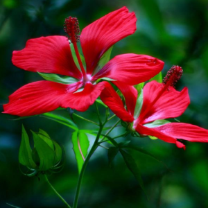 Hibiscus coccineus