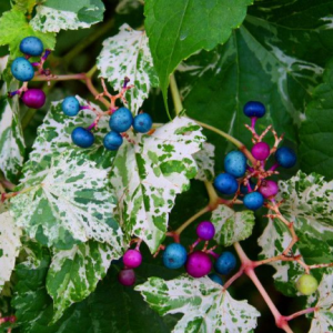 Ampelopsis / Variegated Porcelain Berry