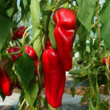 Paprika Dulce De Espane
