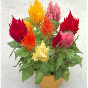 Celosia plumosa New Look  mix/ Niska perjanica