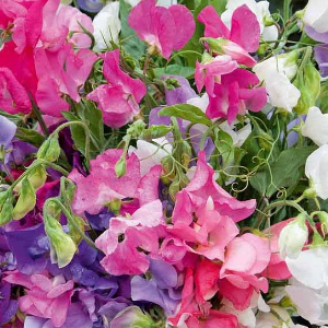 Lathyrus odoratus dwarf / Niska mirisna grahorica Bijou mix