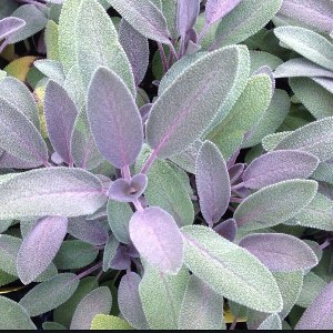 Salvia officinalis / Lekovita Žalfija