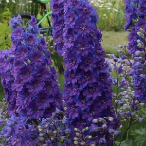 Delphinium Pacific Giants Black Knight