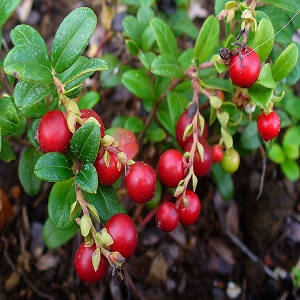 Vaccinium vitis-idaea / Planinska Brusnica