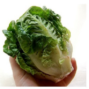 Salata Dwarf Little Gem