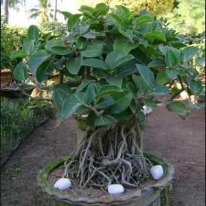 Ficus benghalensis
