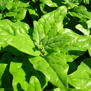 Novozelandski spanać