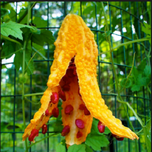 Momordica Charantia