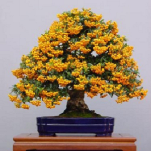 Pyracantha Coccinea / Yellow Firethorn