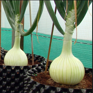 Crni luk Ailsa Craig | Oro Seeds