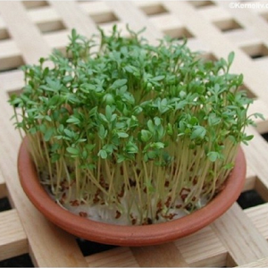 Kovrdzavi Kres / Fine Curled Cress