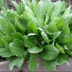 Rumex Acetosa / Kiselo zelje