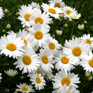 Chrysanthemum l. / Margareta