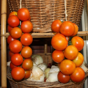 Paradajz Hanging Mallorquín