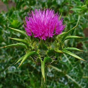 Silybum Marianum / Sikavica