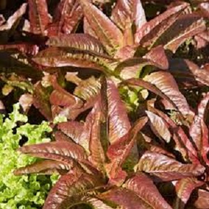 Salata Red Deer Tongue