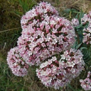 Valerijana / Valeriana officinalis