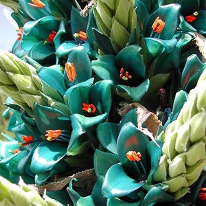 Puya Alpestris