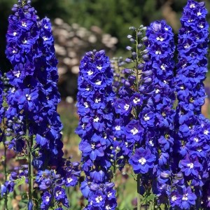 Delphinium Pacific Giants King Arthur