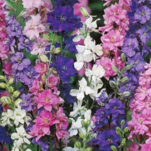 Delphinium ajacis / Speronela