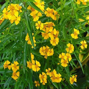 Meksički Estragon / Tagetes Lucida