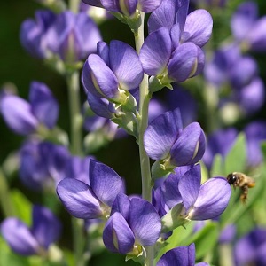 Baptisia australis