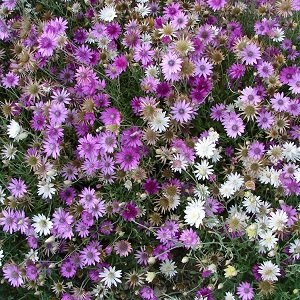 Xeranthemum lumina Double