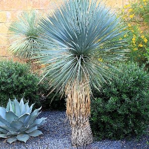 Yucca rostrata / Zimootporna Plava Juka