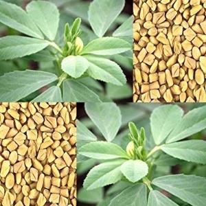 Trigonella foenum-graecum / Piskavica