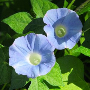 Ipomoea hederacea Blue / Ladolež